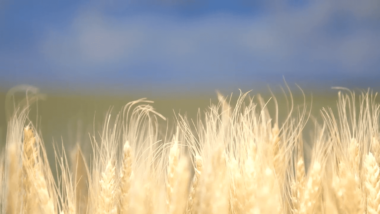 opplanet carson wheat version magnetmag video